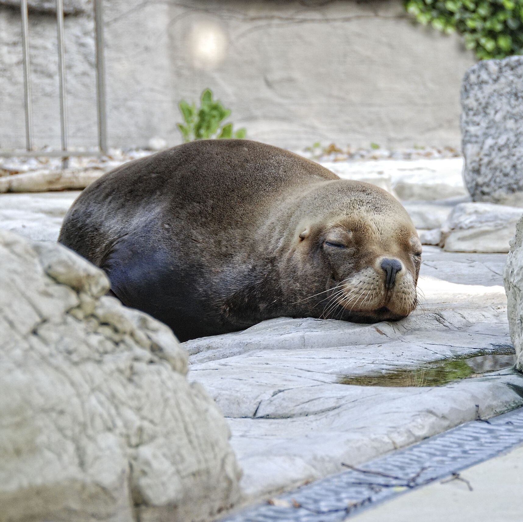 A peaceful sea lion sleeping on rocks in Vienna Zoo, showcasing its natural habitat.